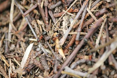 High angle view of insect on dry land