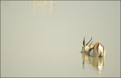 Swimming in lake