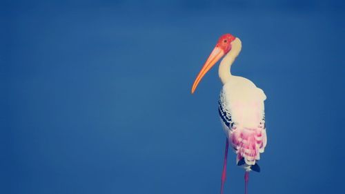 Low angle view of a bird against blue sky