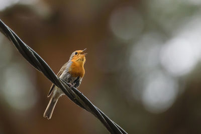 Close-up of bird perching on twig