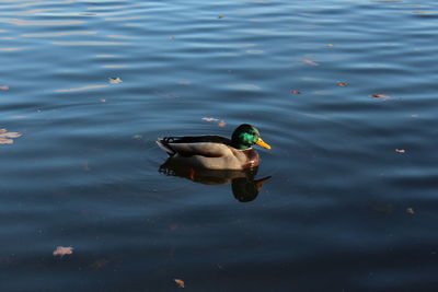 High angle view of duck swimming in lake