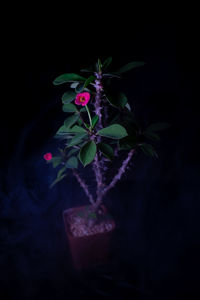 Close-up of pink flowering plant against black background