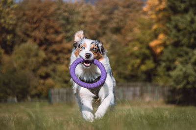 Portrait of dog running on field