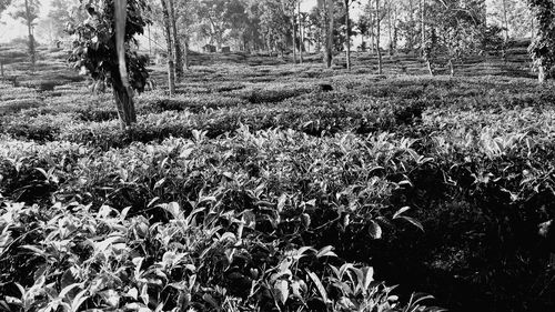 Plants growing in forest