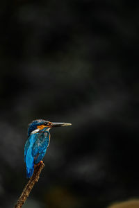 Close-up of kingfisher perching on a branch