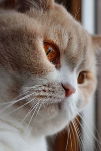 Close-up of cat