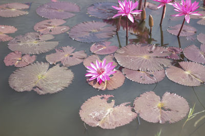 Close-up of lotus water lily in pond