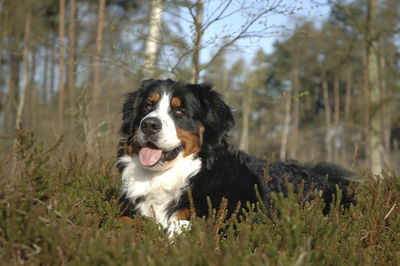 Dog looking away on field