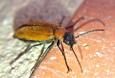 Close-up of insect on rock