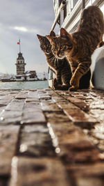 Cat lying down in front of building