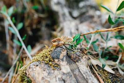 Close-up of insect on plant