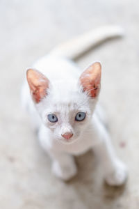 Portrait of white kitten