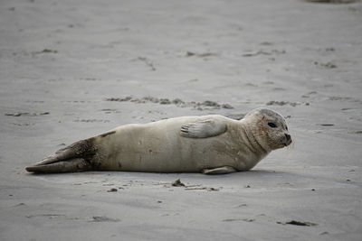 Seal relaxing on beach