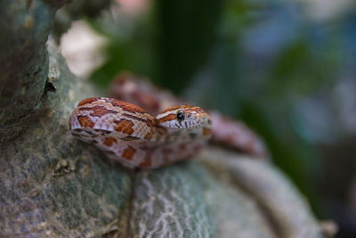 Close-up of insect on tree trunk