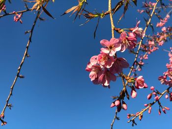 Low angle view of cherry blossoms against sky