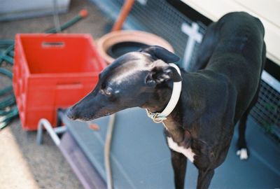 Close-up of greyhound dog