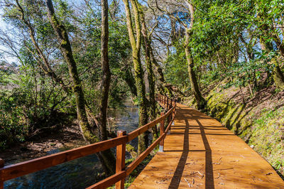 Wooden footbridge along trees in forest