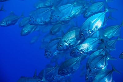 Fish swimming in sea