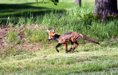 Side view of camel on field