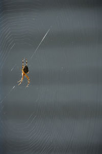 Spider in the center of a spider web in the sun.