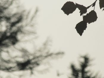 Low angle view of tree against sky