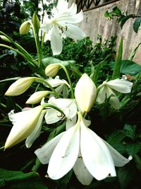 Close-up of white flowering plants in park