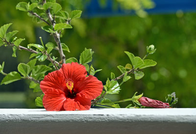 Close-up of red hibiscus on plant