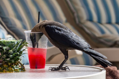 Close-up of bird perching on table