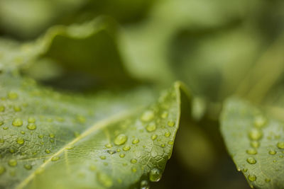 Close-up of raindrops on leaves