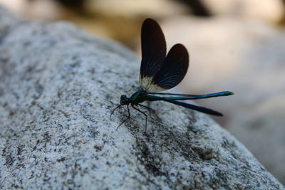 Close-up of butterfly on rock