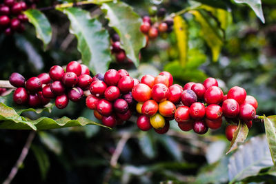 Close-up of berries growing on tree