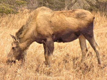 Side view of horse on field