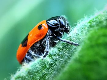 Close-up of ladybug on leaf