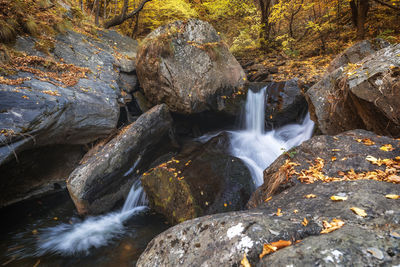 Scenic view of waterfall in forest