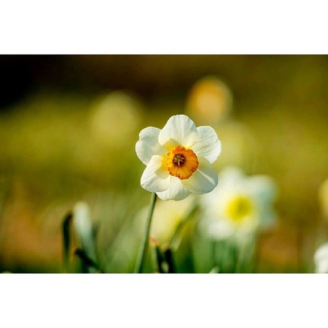 flower, transfer print, petal, freshness, flower head, fragility, auto post production filter, focus on foreground, growth, beauty in nature, white color, close-up, nature, blooming, pollen, stamen, selective focus, in bloom, single flower, blossom