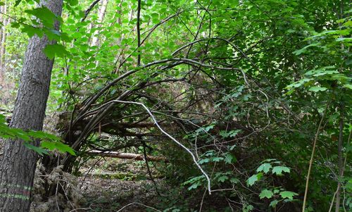 Trees growing in forest