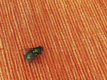 High angle view of fly on leaf