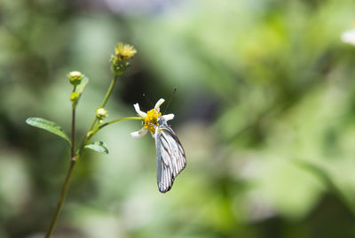 Close-up of butterfly pollinating on flower