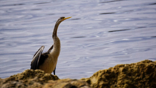 View of a bird on rock