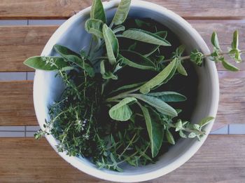 High angle view of plants in bowl on table