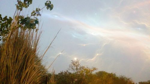 Low angle view of trees against sky