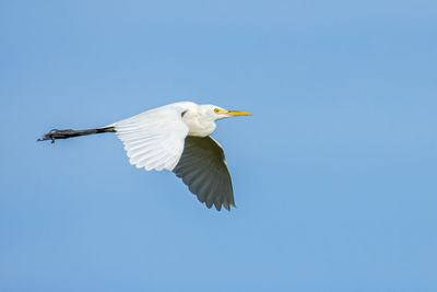 Low angle view of bird flying in sky