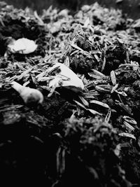 Close-up of leaves