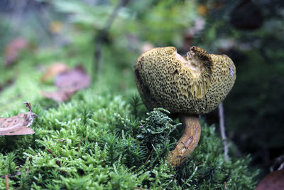 Close-up of mushroom growing on plant