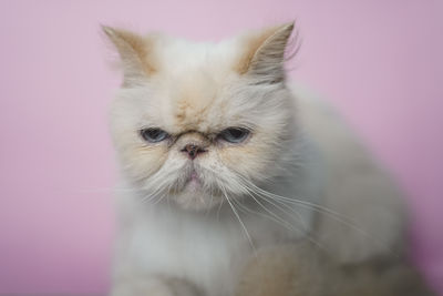 Close-up portrait of a cat