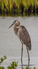 An angry looking great heron patrols his fishing area