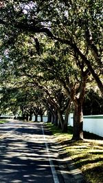 Road amidst trees