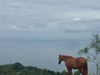 Horse on field against sky