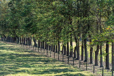 Trees on field