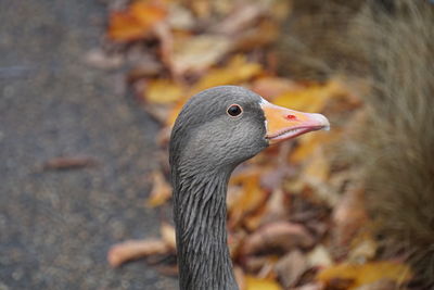 Close-up of a bird